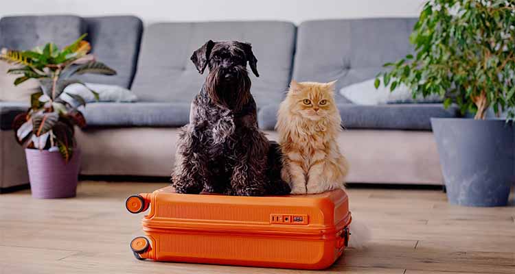 A_Guide_to_Pet_Safety (1)